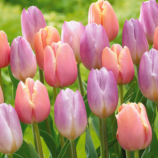 Pastel Tulpen 'Mango Charm' & 'Sweet Flag' - Tulipa mango charm , sweet flag - Bloembollen