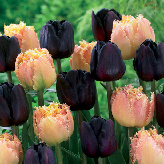 Tulpen Zwart & Abrikoos kleurig (x10) - Tulipa esprit , paul sherer - Bloembollen