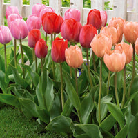 Tulpen 'Van Eijk' soorten gemengd (x30) - Tulipa salmon van eijk , mystic van eij'orange an - Bloembollen