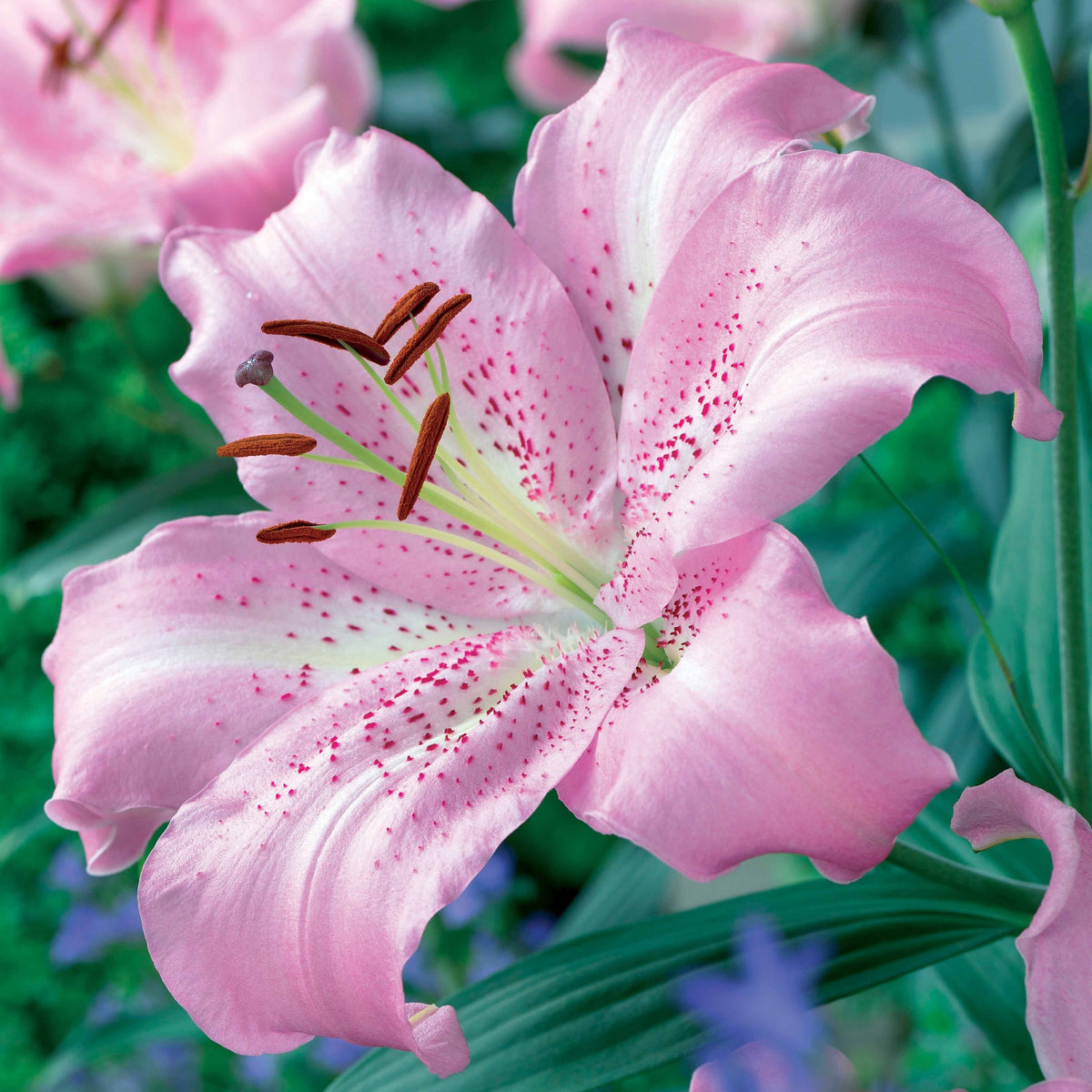 Orientaalse Lelie Josephine (x3) - Lilium orientalis josephine - Bakker