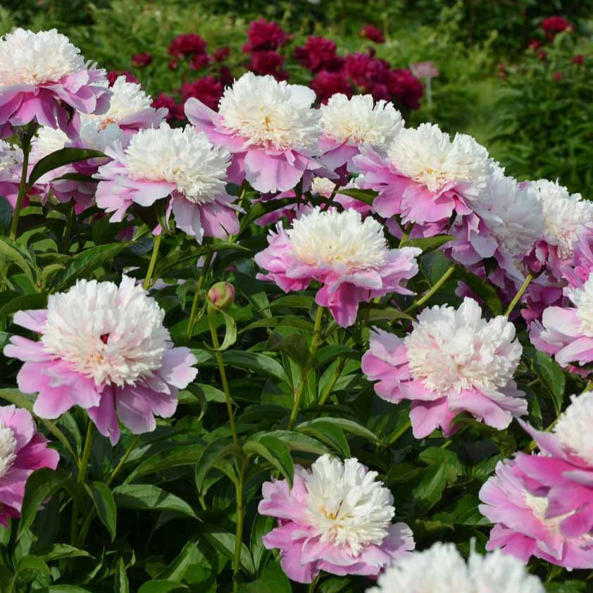 Pioenroos 'Bowl of Beauty' - Paeonia lactiflora bowl of beauty - Tuinplanten