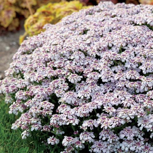 Scheefbloem 'Pink Ice' - Iberis sempervirens pink ice - Tuinplanten