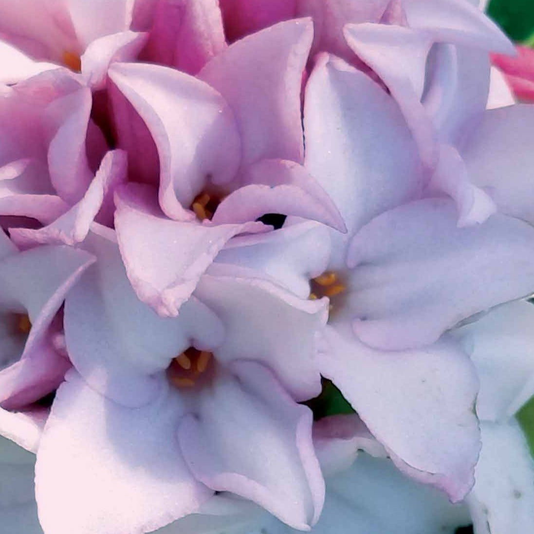 Verkoop Peperboompje 'Perfume Princess' - Daphne x  odora x bholua perfume princess ®