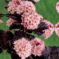 Blaasspirea 'Diabolo' - Physocarpus opulifolius diabolo - Tuinplanten