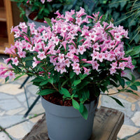 Weigelia 'Pink Poppet' - Weigela pink poppet® - Tuinplanten