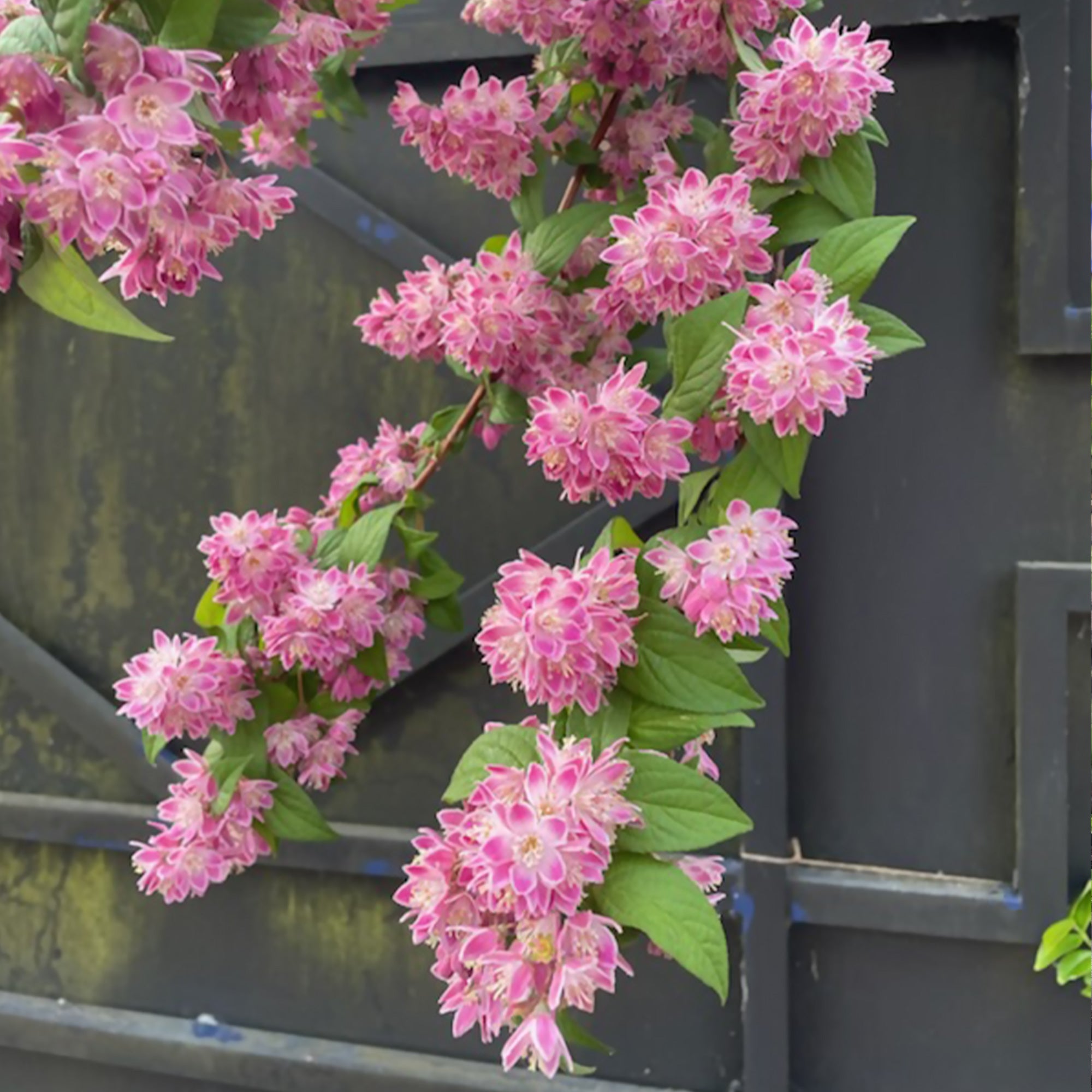 Bruidsbloem 'Strawberry Field' - Deutzia strawberry field | Bakker.com