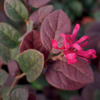 Heksenstruik Black Pearl - Loropetalum chinense black pearl