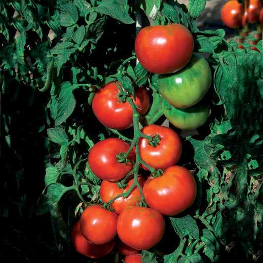 Tomaat 'Pyros F1' - Solanum lycopersicum pyros hf1 (obtention clause) - Moestuin