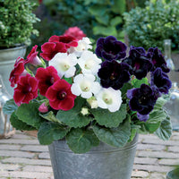 Gloxinia - rood + wit + blauw (x3) - Sinningia speciosa - Bloembollen