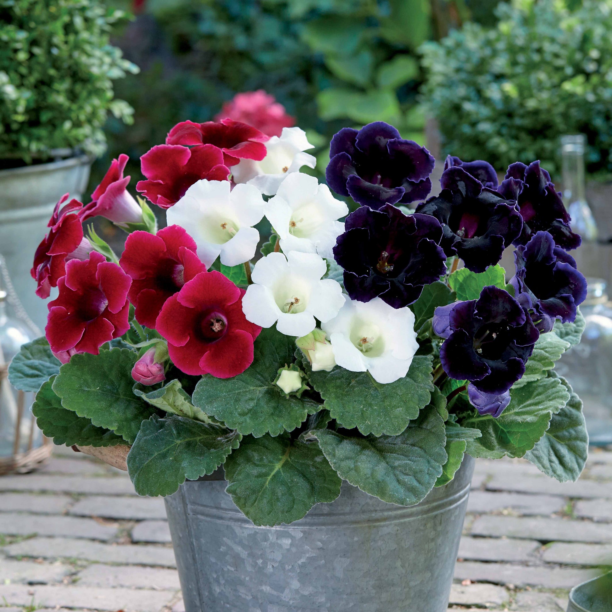 Gloxinia - rood + wit + blauw (x3) - Sinningia speciosa - Bloembollen