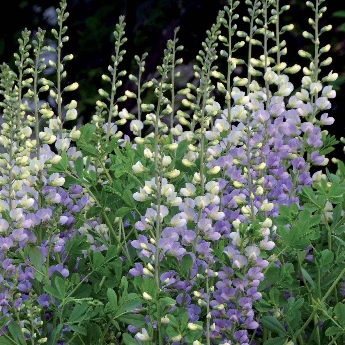 Indigolupine - Baptisia lunar Eclipse - Bakker