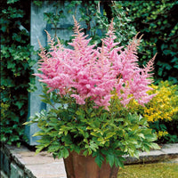 Pluimspirea 'New Wave' (x3) - Astilbe new wave - Heesters en vaste planten