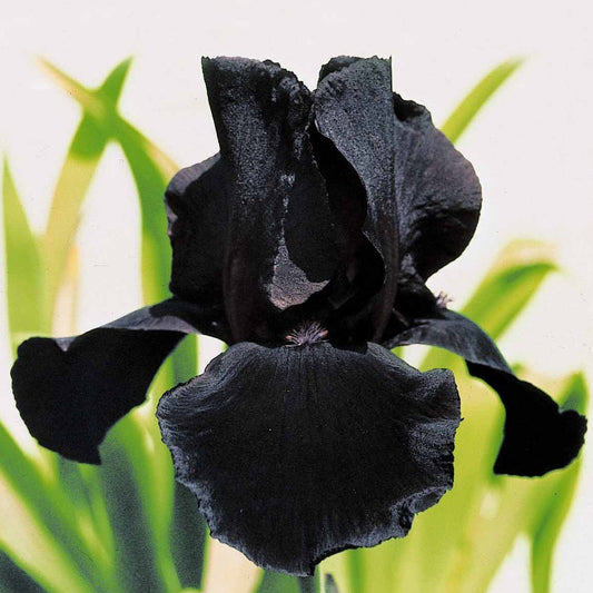 Baardiris 'Study in Black' (x2) - Iris germanica study in black - Tuinplanten