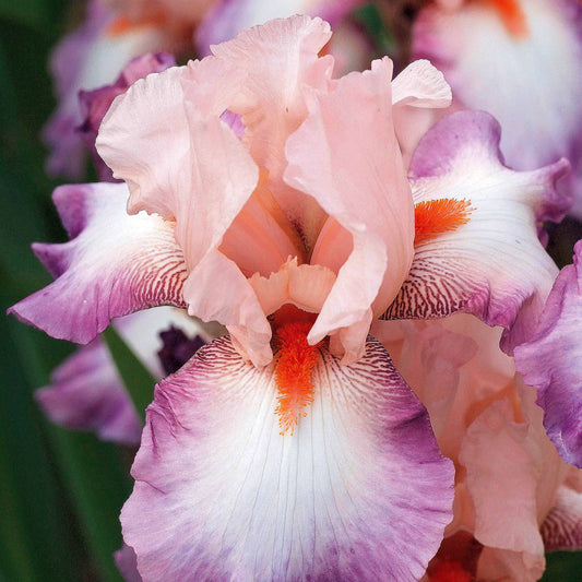 Iris 'Poésie' (x2) - Bakker