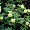 Pioenroos 'Barzella' - Paeonia itoh bartzella - Tuinplanten