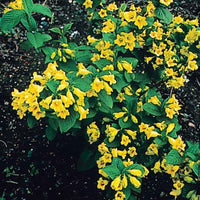 Weigelia - geel - Weigela middendorffiana - Heesters en vaste planten