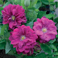 Bosrank Red star - Clematis red star - Tuinplanten