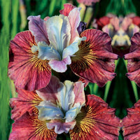 Siberische iris 'Painted Women' (x2) - Iris sibirica painted women - Vijvers