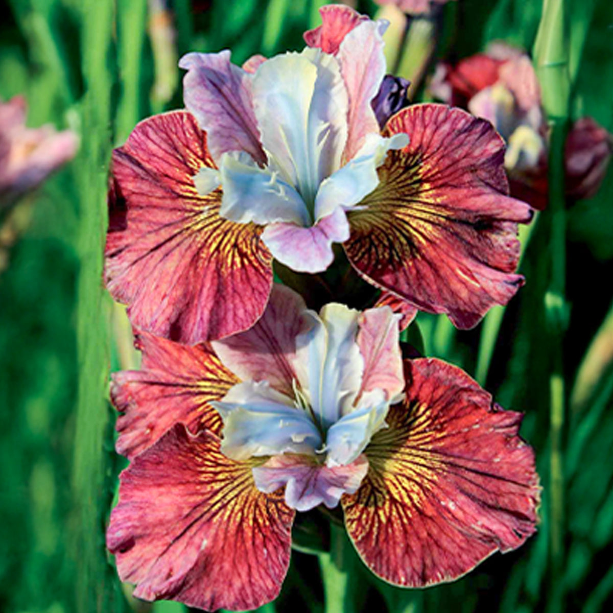 Siberische iris 'Painted Women' (x2) - Iris sibirica painted women - Bakker