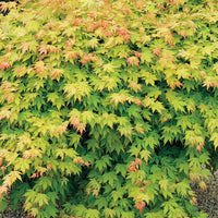 Japanese gele Esdoorn - Acer shirasawanum aureum - Tuinplanten