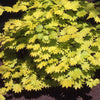 Japanese gele Esdoorn - Acer shirasawanum aureum - Plantsoort