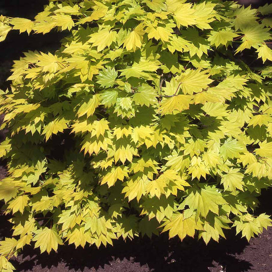 Japanese gele Esdoorn - Acer shirasawanum aureum - Tuinplanten