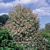 Veder Esdoorn - Acer negundo flamingo - Tuinplanten