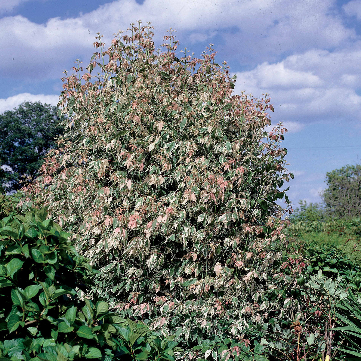 Veder Esdoorn - Acer negundo flamingo - Bakker