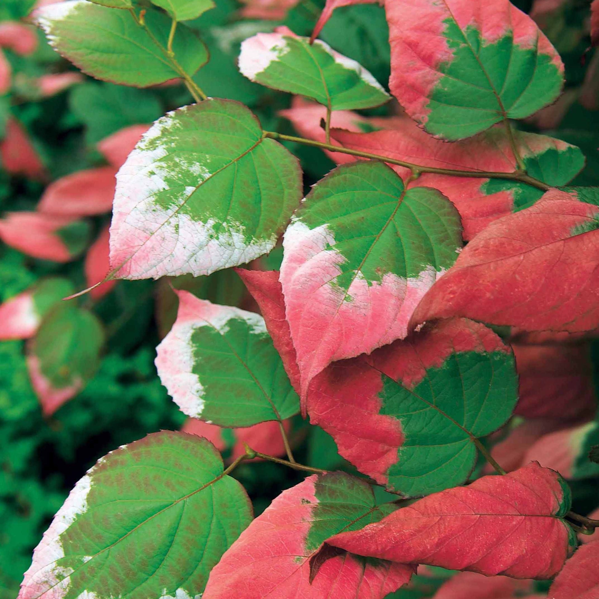 Sier kiwi - Actinidia kolomikta - Heesters en vaste planten