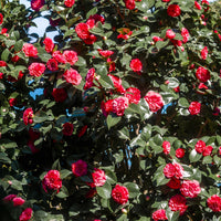 Japanse roos - dubbelbloemig - rood - Camellia japonica Lady Campbell - Tuinplanten