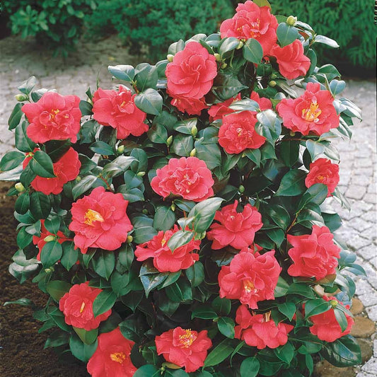 Japanse roos - dubbelbloemig - rood