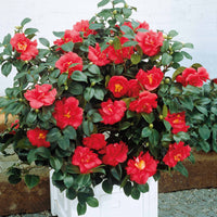 Japanse roos - dubbelbloemig - rood - Camellia japonica Lady Campbell - Japanse roos – Camellia