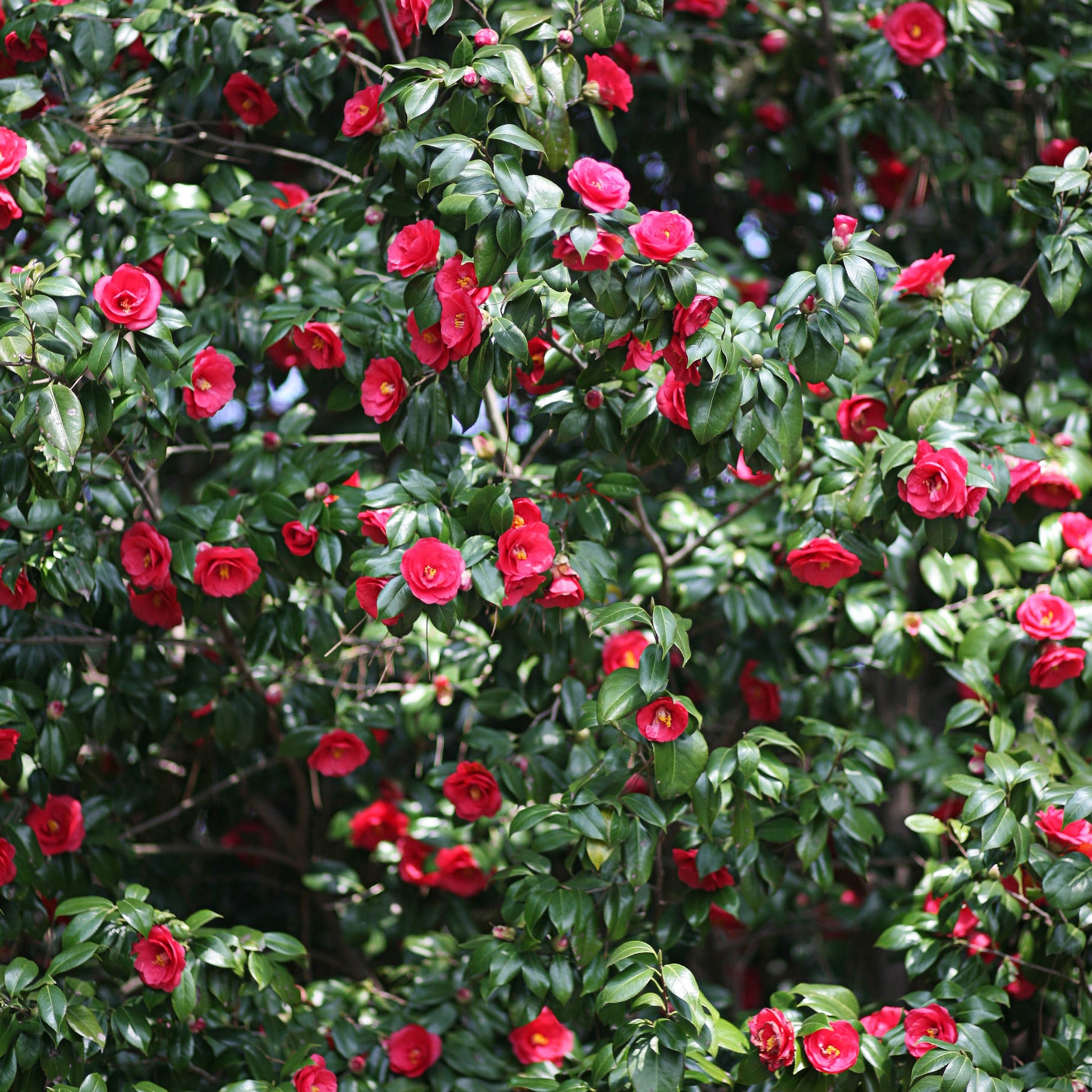 Japanse roos - dubbelbloemig - rood - Camellia japonica Lady Campbell