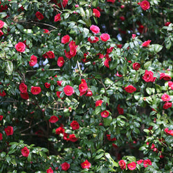 Japanse roos - dubbelbloemig - rood - Bakker