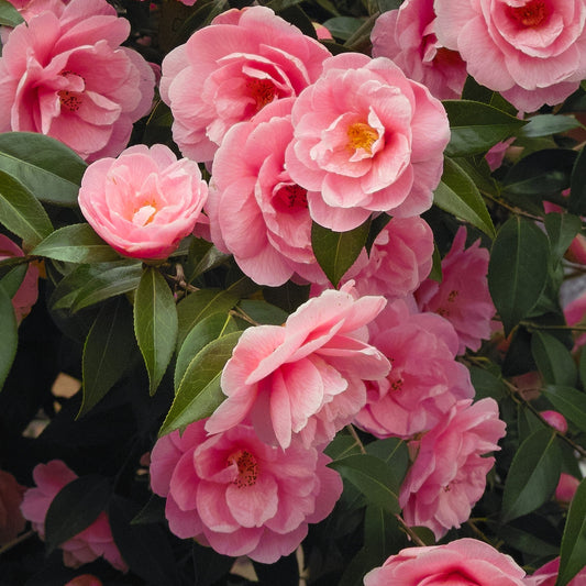 Dubbelbloemige Japanse roos - Camellia japonica Dr.King - Tuinplanten