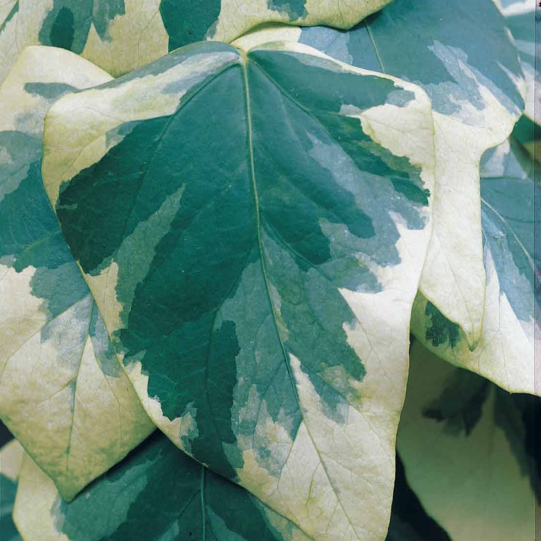 Klimop - Hedera - Klimop'Dentata Variegata' - Hedera colchica dentata variegata