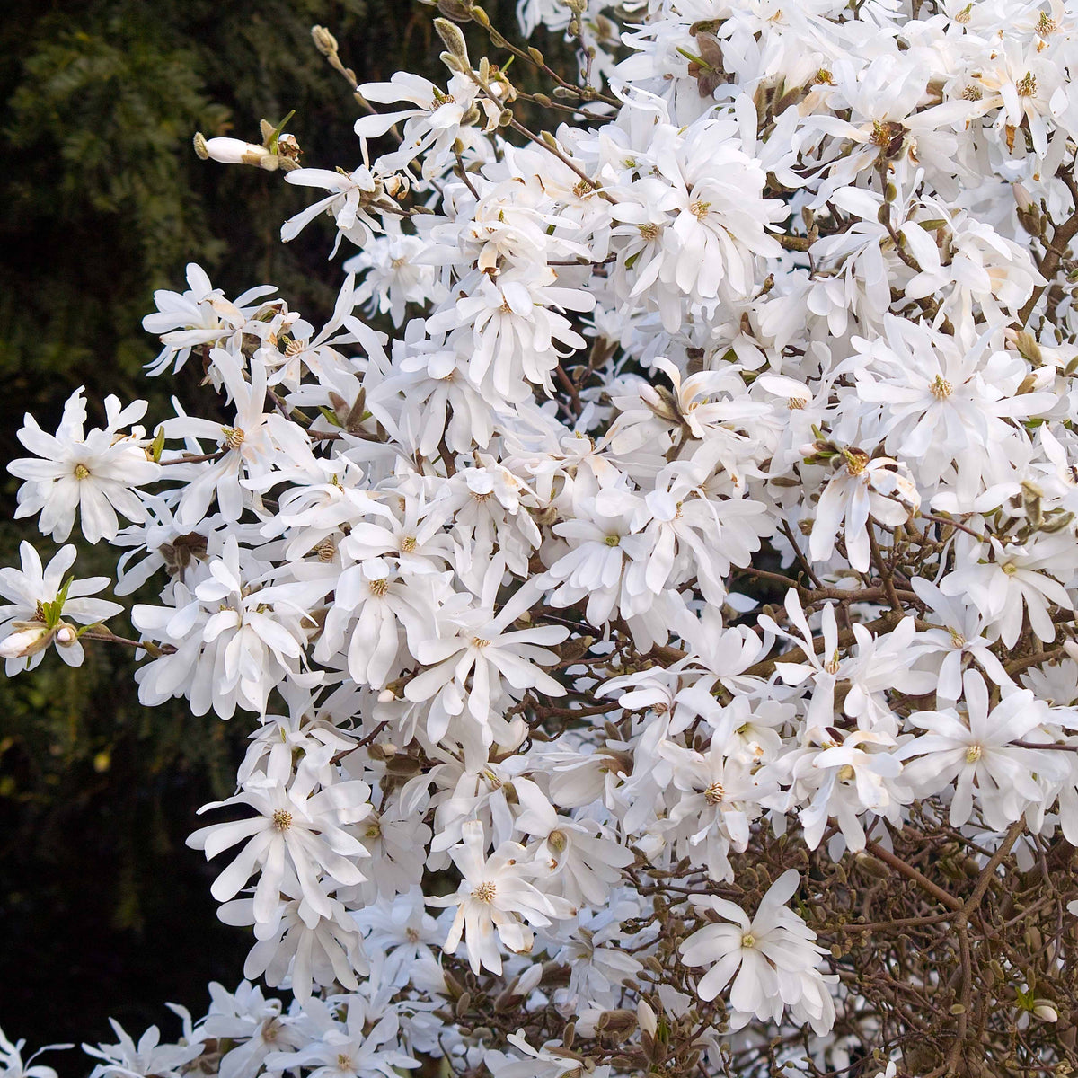 Magnolia - Stermagnolia - Magnolia stellata