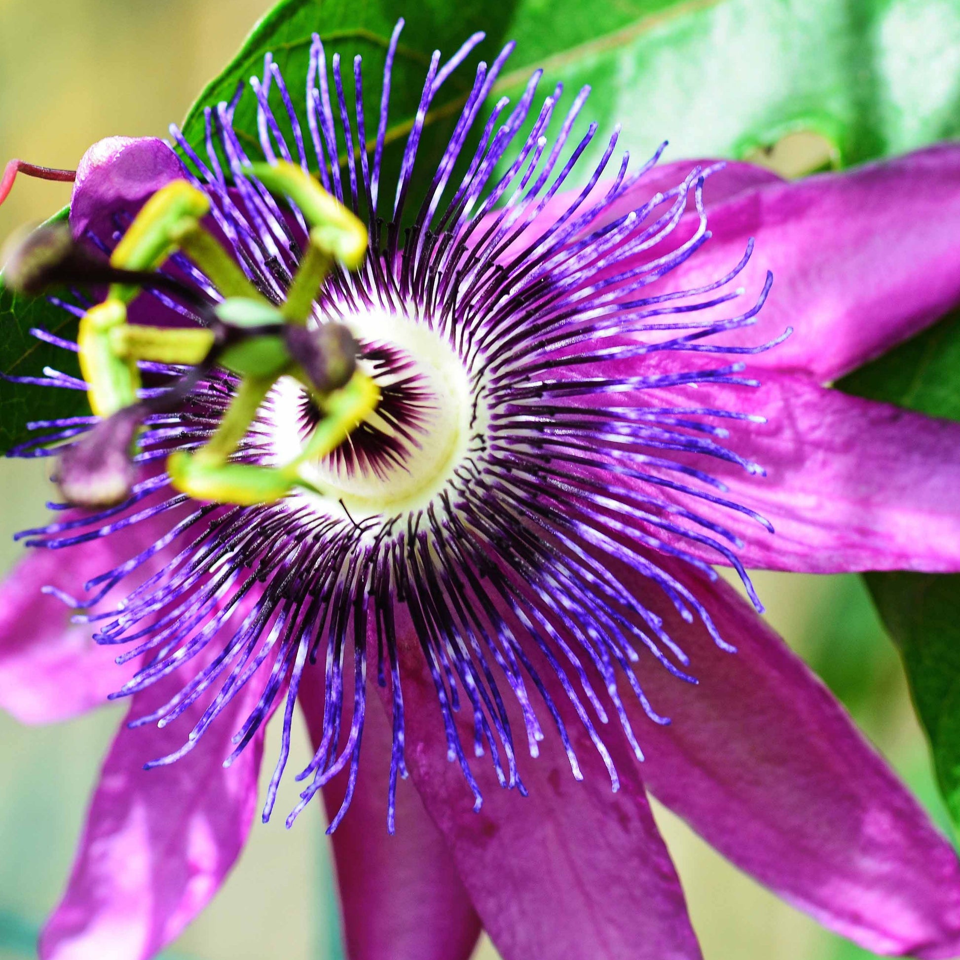 Passiebloem 'Lavender Lady' - Passiflora x lavender lady - Tuinplanten