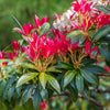 Rotsheide 'Forest Flame' - Pieris forest flame - Groenblijvende tuinplanten