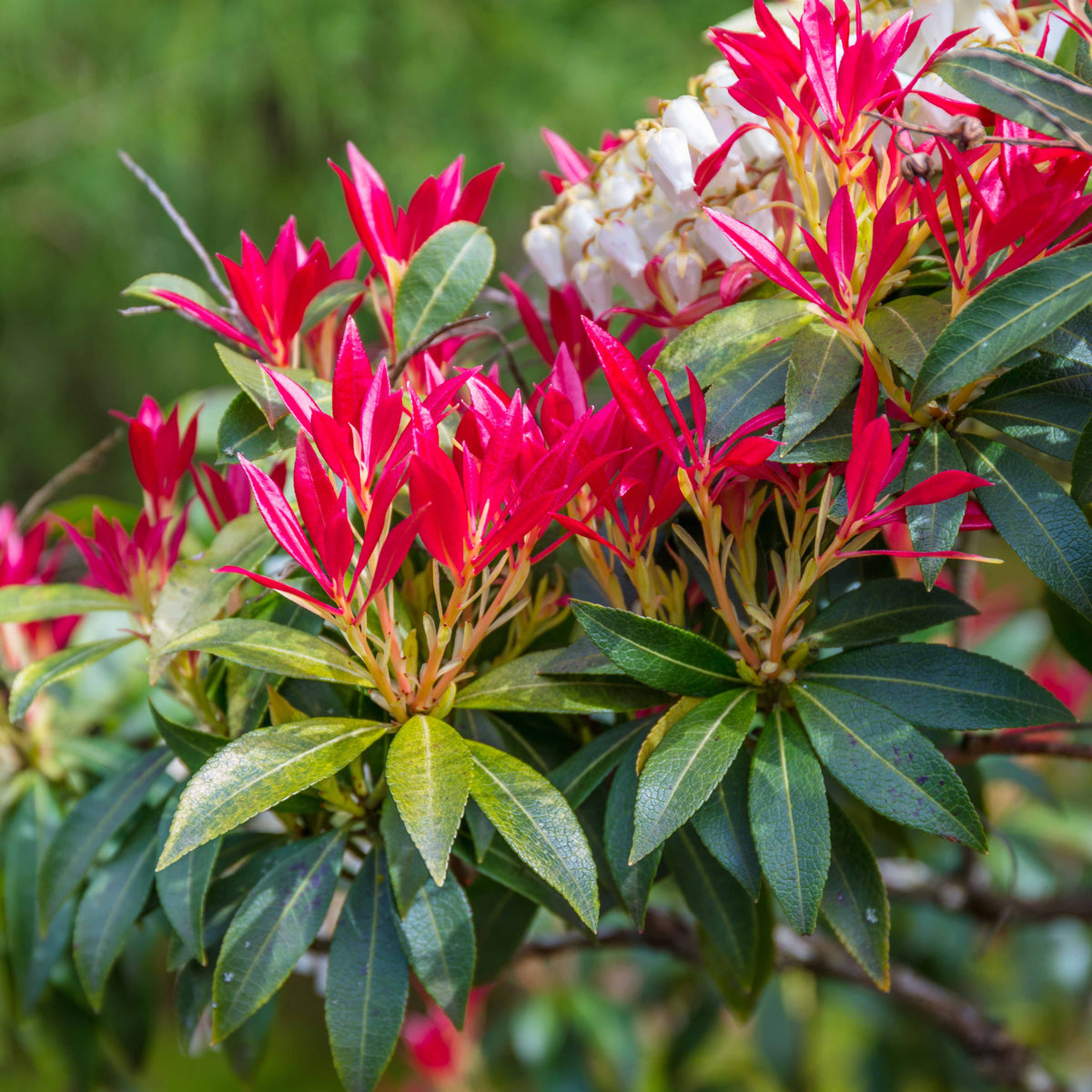 Rotsheide 'Forest Flame' - Bakker
