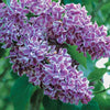 Sering 'Sensation' - Syringa vulgaris sensation - Heesters en vaste planten