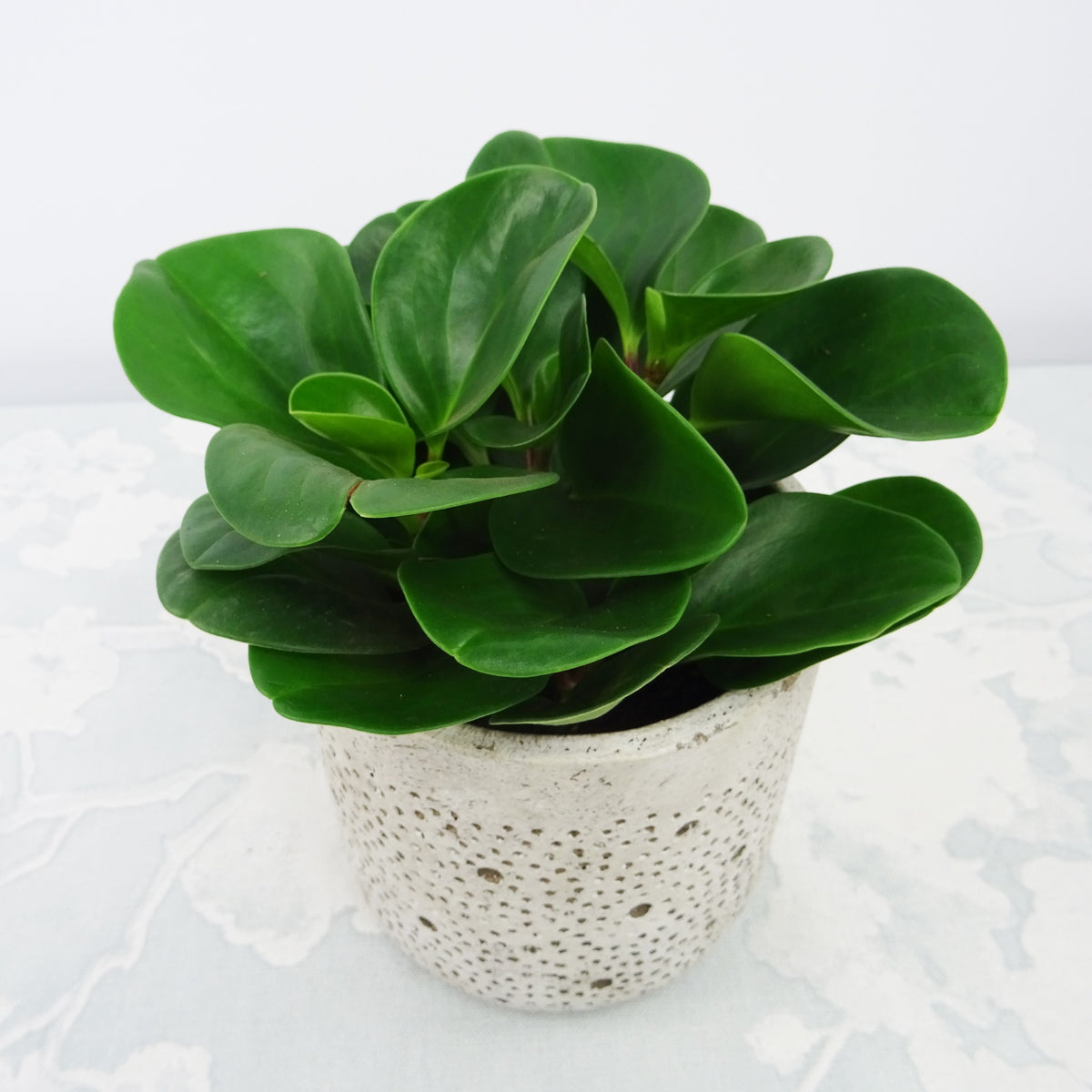 Peperomia green - Peperomia 'Green' - Groene kamerplanten voor interieur
