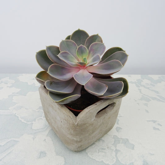 Echeveria Pearl van Neurenberg - Echeveria pearl von nuernberg - Kamerplanten