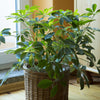 Vingerplant - Schefflera arboricola - Kamerplanten