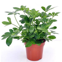 Vingerplant - Schefflera arboricola - Type kamerplant