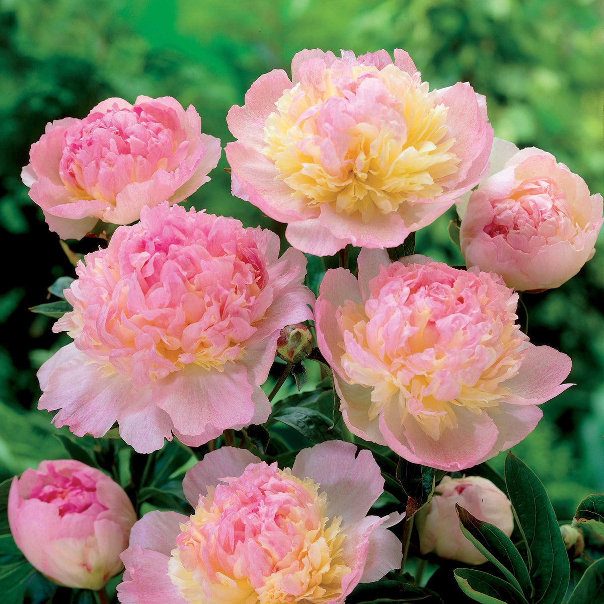 Verkoop Pioenroos 'Sundae' - Paeonia lactiflora Raspberry Sundae