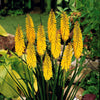 Vuurpijl 'Sunningdale Gold' (x3) - Kniphofia sunningdale gold - Tuinplanten