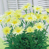 Margriet 'Banana Cream' (x2) - Leucanthemum superbum banana cream - Tuinplanten