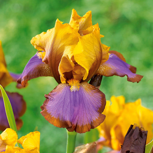 Baardiris 'Brown Lasso' (x2) - Iris germanica brown lasso - Tuinplanten