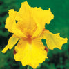 Baardiris 'Sangreal' (x2) - Iris germanica sangreal - Tuinplanten